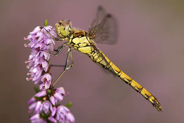 Common darter dragonfly (Sympetrum striolatum) resting on heather, Dunsdon Nature Reserve