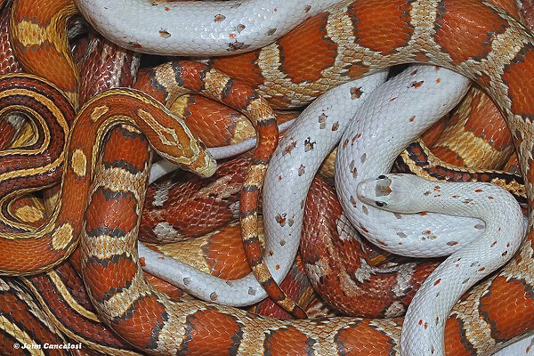 Corn snakes (Pantherophis guttatus) a collection of various morphotypes of captive snakes