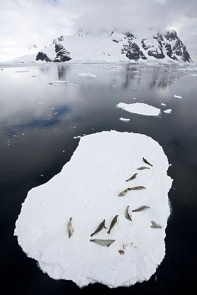Crabeater seals (Lobodon carcinophaga) resting on ice floating ice sheet, Antarctic Peninsula