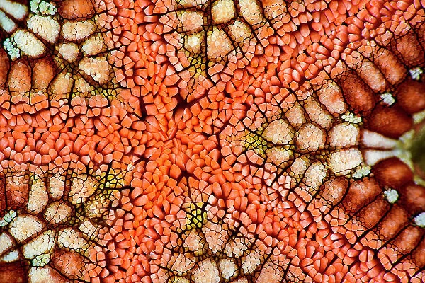 Cushion star (Culcita novaeguineae), detail, Triton Bay, West Papua, Indonesia, Pacific Ocean