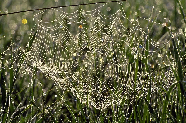 Dew on cobweb, Berwickshire, Scotland, UK, September