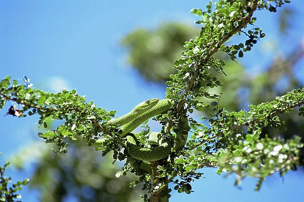Eastern green mamba {Dendroaspis angusticeps} Arabuko-Sokoke forest, Kenya
