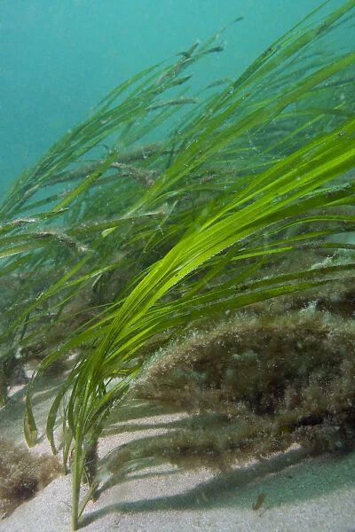 Eel Grass (Zostera marina) swaying in the current. Channel Islands, UK, May