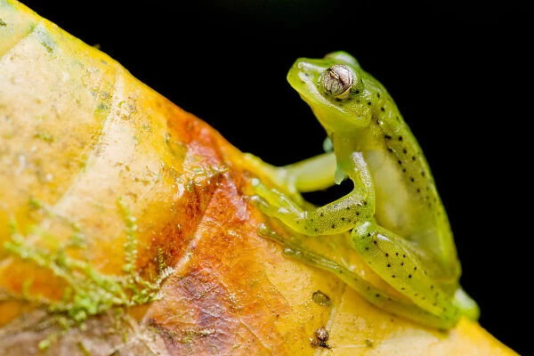 Emerald glass frog (Espadarana prosoblepon) portrait, sitting on leaf, Buenaventura Reserve
