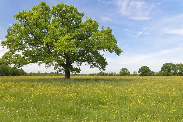 English oak tree (Quercus robur) standing in a formerly farmed meadow with many flowering