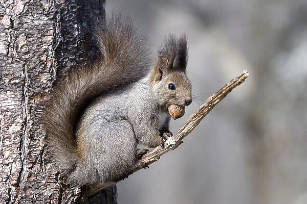 Eurasian red squirrel (Sciurus vulgaris orientis) sitting on branch with nut in mouth