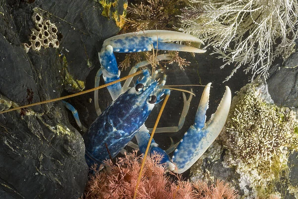 European  /  Common Lobster (Homarus gammarus) in rocky retreat. Controlled conditions, Cornwall, UK