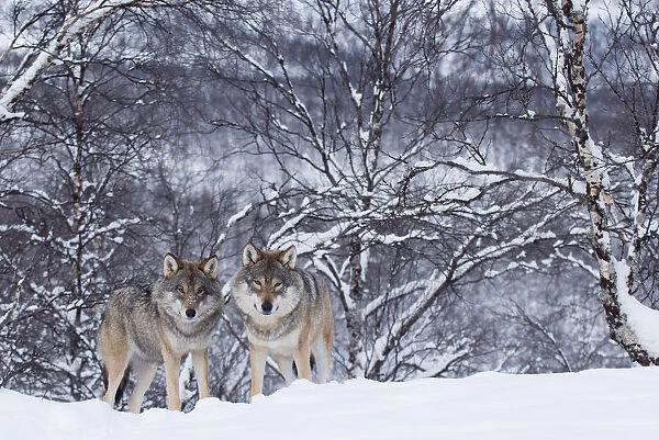 Two European grey wolves (Canis lupus) in woodland, captive, Norway, February