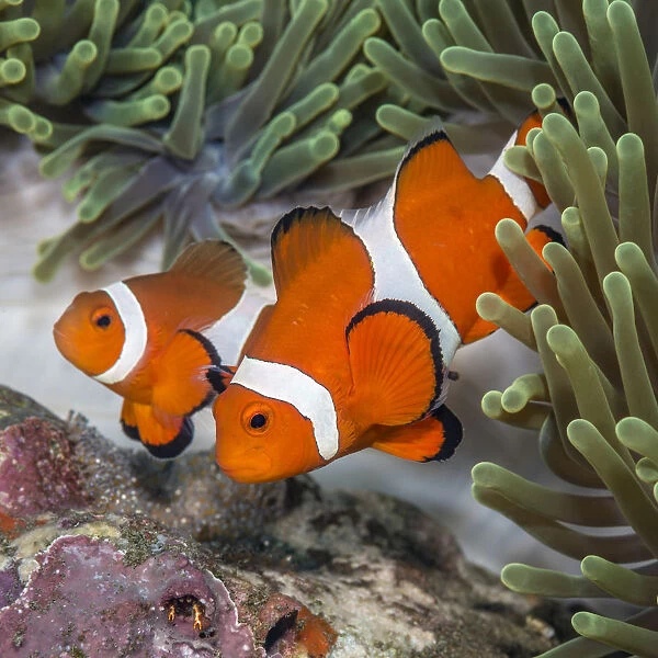 False clown anemonefish (Amphiprion oceallaris) guarding their eggs laid on a coral