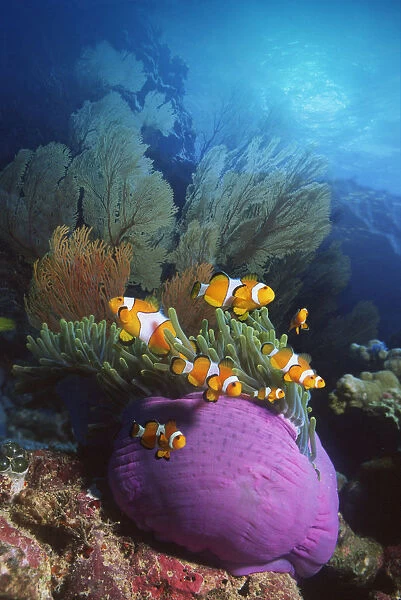 False clown anemonefish {Amphiprion ocellaris} in anemone. Andaman sea. Digital
