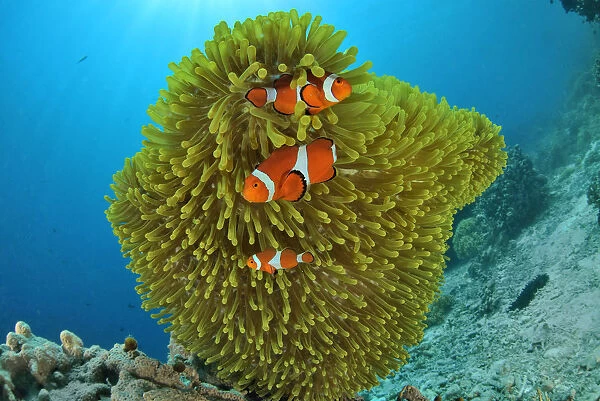 False clown anemonefish (Amphiprion ocellaris) in a magnificent sea anemone (Heteractis magnifica)