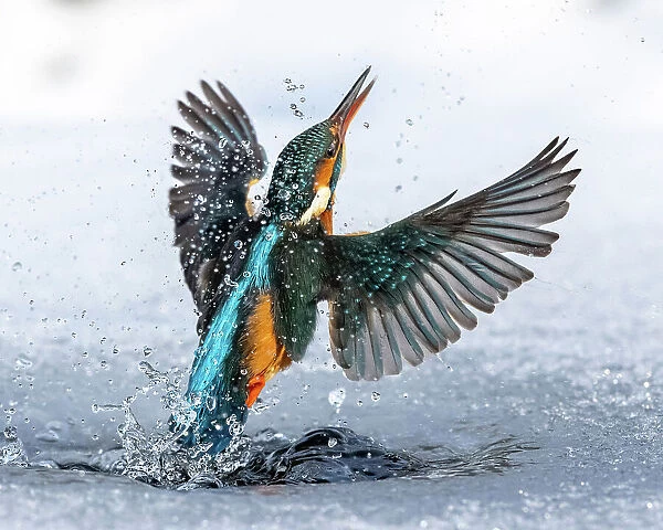 A female kingfisher (Alcedo atthis) fishing through an ice hole in winter. Leeds, Yorkshire, UK. January. Sequence