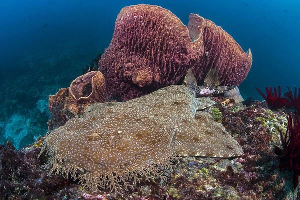Female Tassled wobbegong shark (Eucrossorhinus dasypogon) rests alongside stand of Barrel sponges