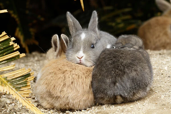 Feral domestic rabbit (Oryctolagus cuniculus) babies, Okunojima Island, also known as Rabbit Island