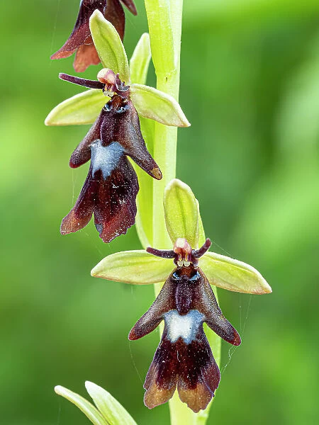 Fly orchid (Ophrys insectifera) in flower, Sibillini, Umbria, Italy. May