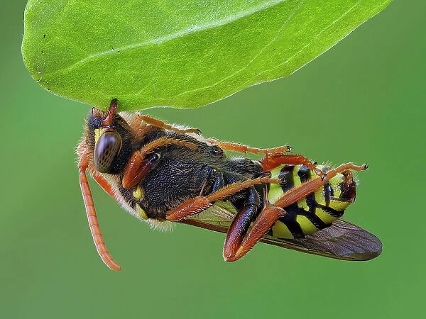 Focus Stacked image of a Cuckoo Bee (Nomada goodeniana) roosting by clamping onto vegetation with its mandibles and hanging on for the night. Photographed just after dawn. Hertfordshire, England, UK, May