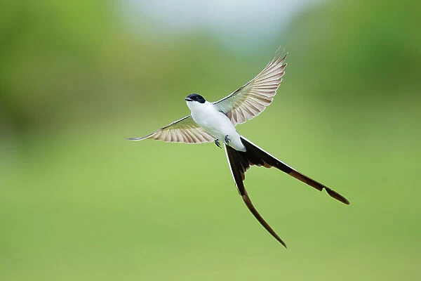 Fork-tailed flycatcher (Tyrannus savana) in flight, Pantanal wetlands, Mato Grosso do Sul, Brazil