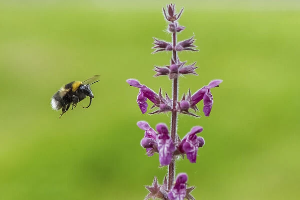 Garden bumblebee (Bombus hortorum) flying to Hedge woundwort (Stachys sylvatica) Monmouthshire