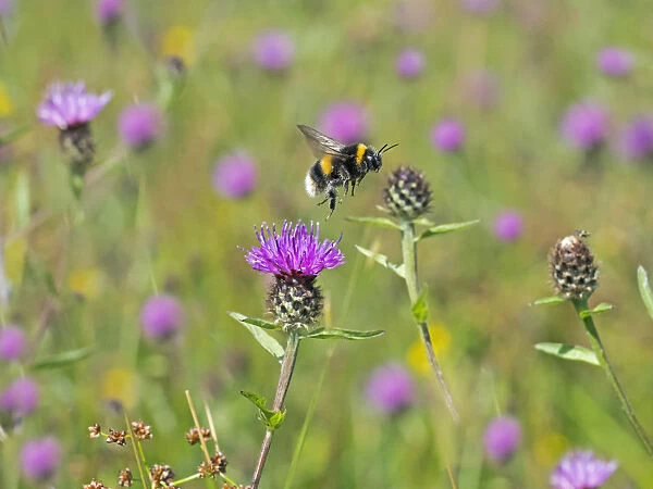 Garden bumblebee (Bombus hortorum) taking off from Knapweed, England, UK, August
