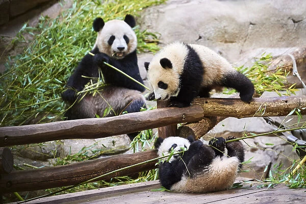 Giant panda (Ailuropoda melanoleuca) Huan Huan, eating bamboo watching her twin cubs, Yuandudu and Huanlili, aged 8 months, playing and eating bamboo, Beauval ZooPark, France, April, 2022. Captive