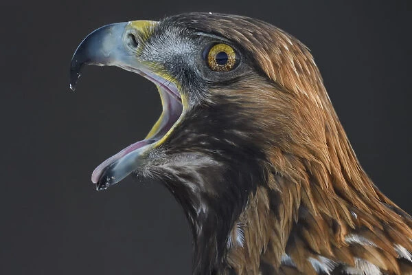 Golden eagle (Aquila chrysaetos) male head portrait beak open calling, Kalvtrask