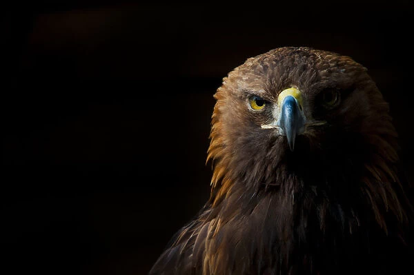 Golden eagle (Aquila chrysaetos) portrait, captive, occurs in the Northern hemisphere