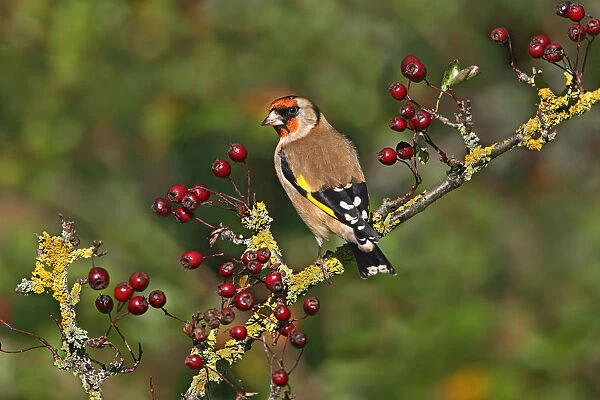 Goldfinch (Carduelis carduelis) perched on Hawthorn, Cheshire, UK, October