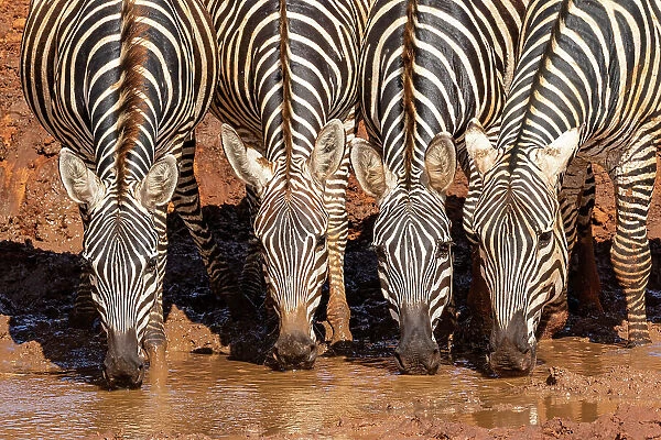Grant's zebras (Equus quagga boehmi) drinking at waterhole. Tsavo East National Park, Kenya