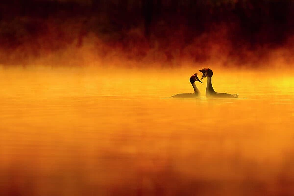 Great crested grebe (Podiceps cristatus) pair performing courtship displaying at dawn, backlit and surrounded by mist, Cheshire, UK, April. Highly honoured in the Birds Category of Nature's Best Windland Smith Rice International Awards Photography