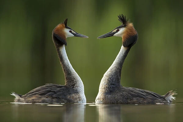 Great crested grebe (Podiceps cristatus) perfectly mimicking each others movements