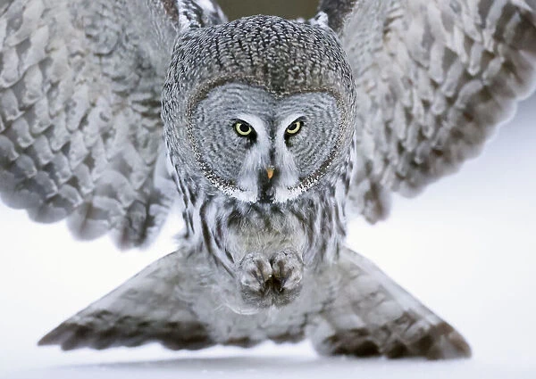 Great grey owl (Strix nebulosa) close up hunting in snow. Kuhmo, Finland. February