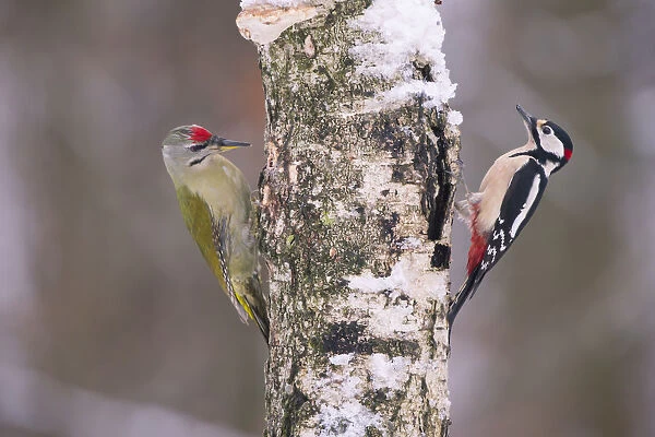 Great spotted woodpecker (Dendrocopos major) and Grey headed woodpecker (Picus canus)
