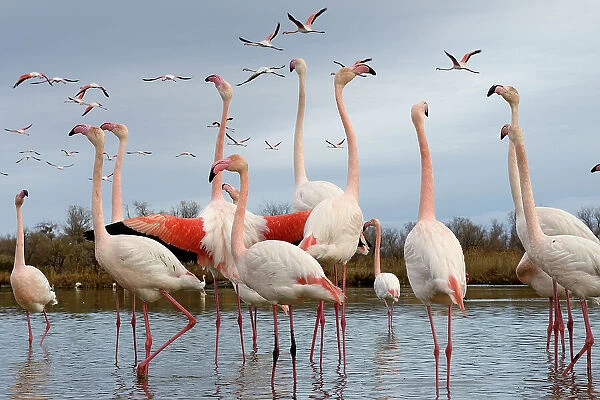 Greater flamingo (Phoenicopterus roseus) flock standing in lake as others fly overhead and one bird flaps its wings, Camargue, France, January