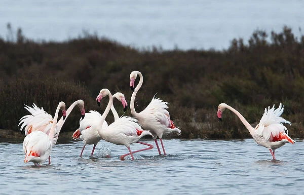 Greater flamingoes (Phoenicopterus roseus) meeting and selecting mates in a disused salt