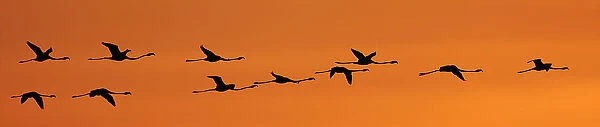 Greater flamingos (Phoenicopterus ruber) in flight at dawn, Camargue, France. Digitally added flamingo