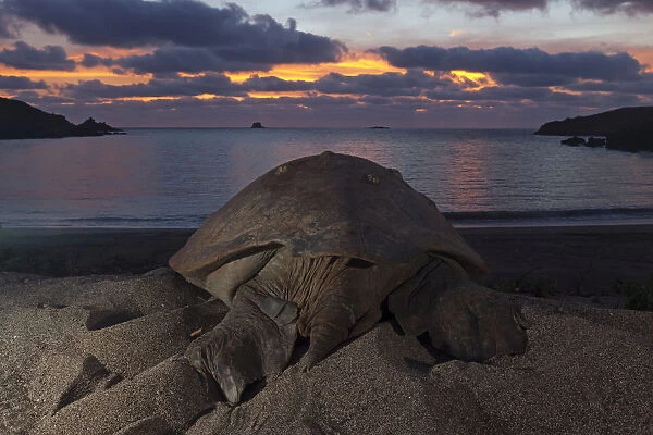 Green Turtle (Chelonia mydas) returning to the sea, IUCN Endangered, Socorro Island