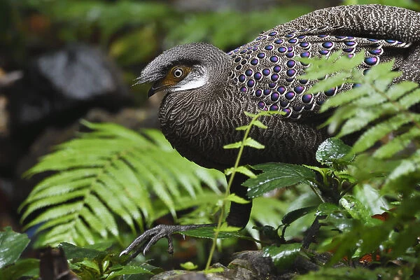 Grey peacock-pheasant (Polyplectron bicalcaratum) walking through the forest at Tongbiguan