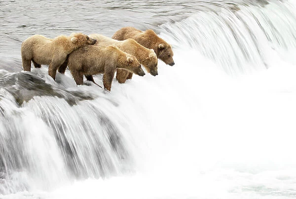 Grizzly bears (Ursus arctos) on a waterfall, waiting for leaping Salmon, Brooks Falls, Katmai National Park, Alaska, USA. July