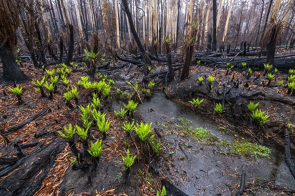 Hard tree ferns (Blechnum sp. ) sprouting in burnt forest after 2019  /  20 bushfires