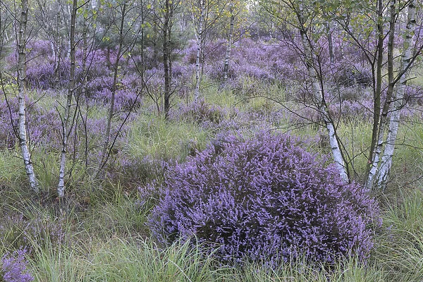 Heathland with Common heather (Calluna vulgaris) amongst Birch (Betula sp) trees