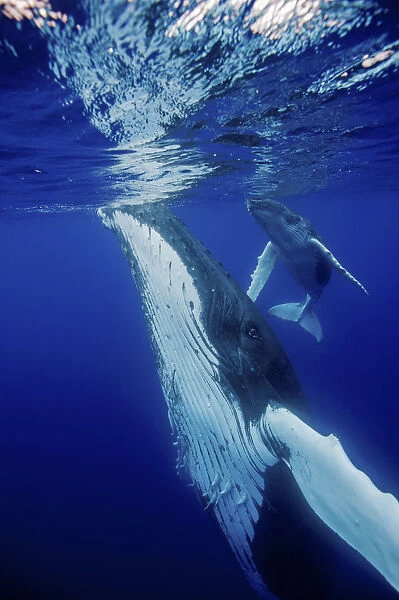 Humpback Whale (Megaptera novaeangliae) mother and calf at sea surface. Tonga, South Pacific