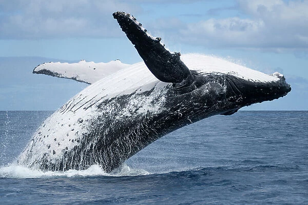 Humpback whale (Megaptera novaeangliae) adult female breaching, Vava'u, Tonga, South Pacific sequence 1 / 3