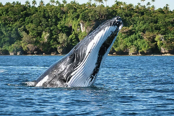 Humpback whale (Megaptera novaeangliae) executing a forward face-flop breach, Vava'u, Tonga, South Pacific