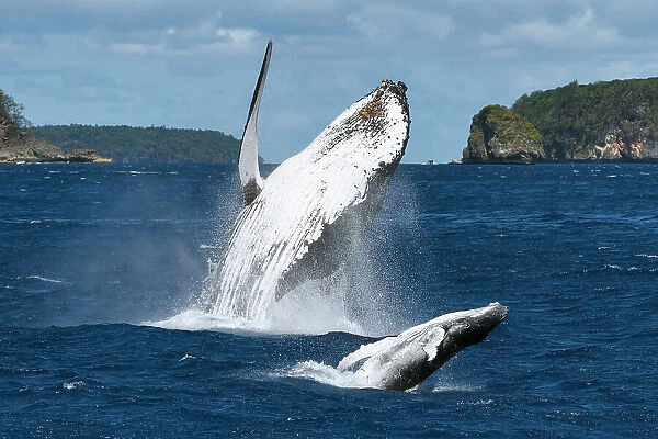 Humpback whale (Megaptera novaeangliae) female breaching together with her male calf. The calf had a large wound on his left peduncle area, one that appeared to be the result of a large bite, Vava'u, Tonga, South Pacific