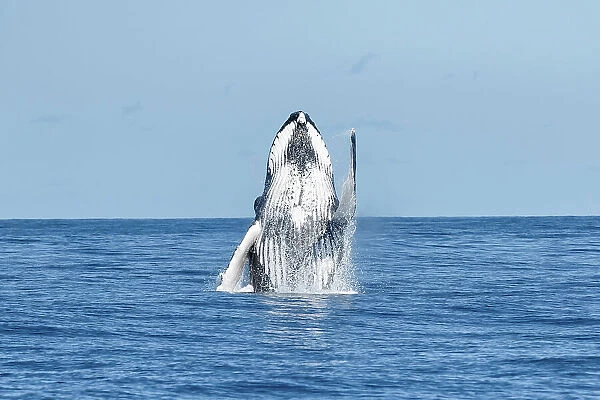 Humpback whale (Megaptera novaeangliae) breaching, Vava'u, Tonga, South Pacific