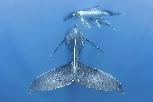 Humpback whale (Megaptera novaeangliae) rear view of males escort, with adult female and male calf in the background. Vava'u, Tonga, South Pacific