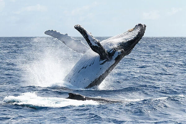 Humpback whale (Megaptera novaeangliae australis) female breaching. Vava'u, Tonga. Pacific Ocean