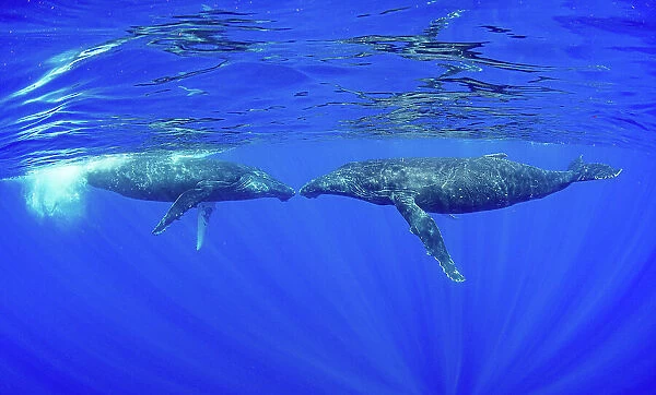 Two Humpback whales (Megaptera novaeangliae) nose to nose, Moorea, French Polynesia, Pacific Ocean