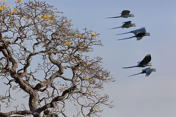 Hyacinth Macaw (Anodorhynchus hyacinthinus) small group in flight, Brazil