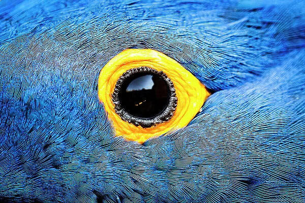 Hyacinth macaw (Anodorhynchus hyacinthinus), close up of eye. Bioparc Doue-la-Fontaine, France. Native to Brazil. Captive